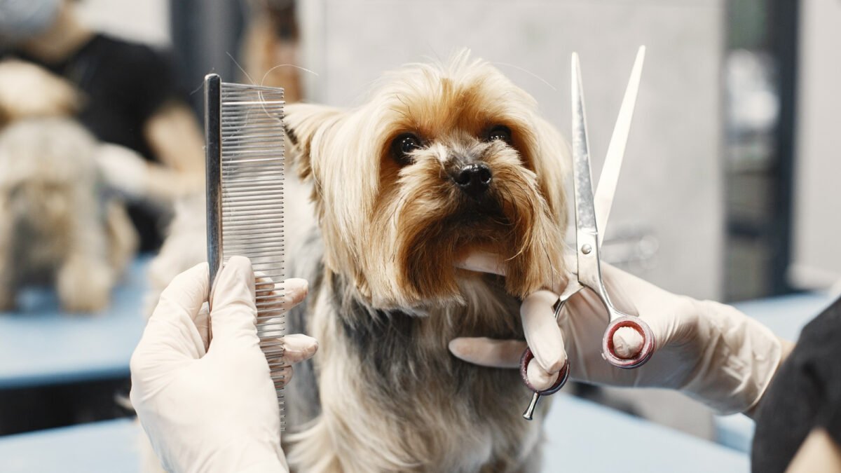 Pet Grooming Business: A Complete Guide for Entrepreneurs